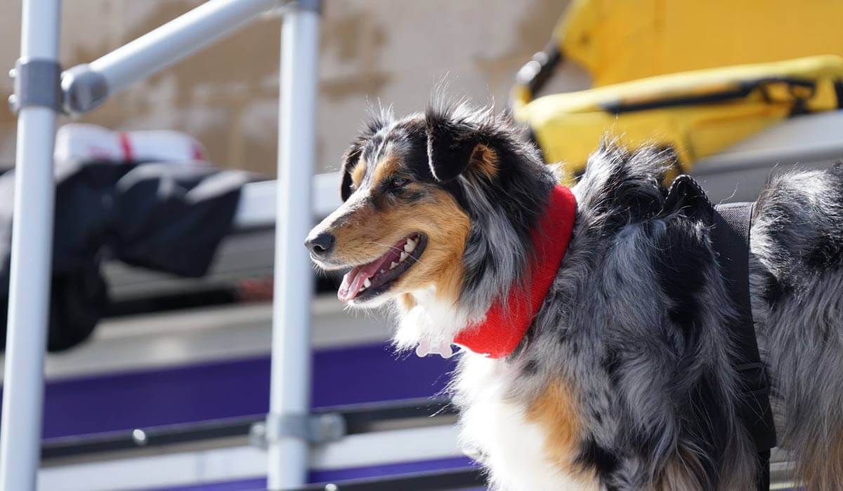 When Canines Compete: Dog Sports